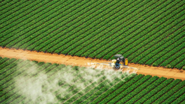 Best Mosquito Control Services  in Brighton, TN