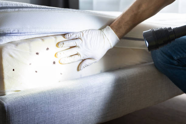 Best Emergency Pest Control  in Brighton, TN