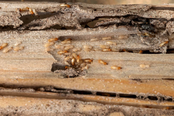 Brighton, TN Pest Control Company